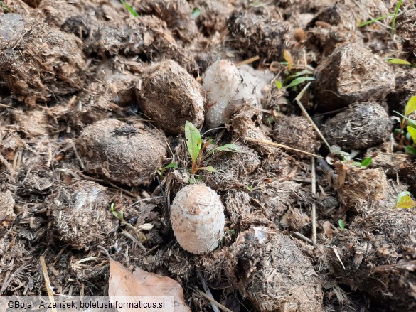 Coprinus comatus