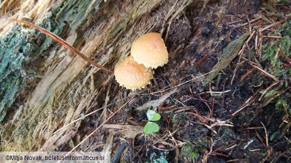 Pholiota flammans