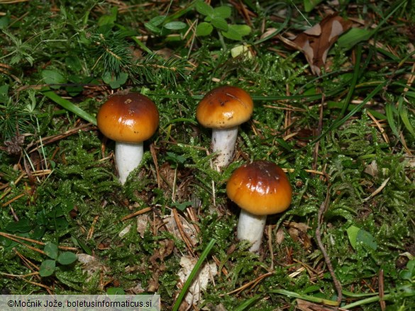 Cortinarius mucosus