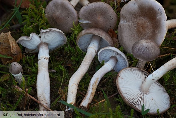 Tricholoma cingulatum