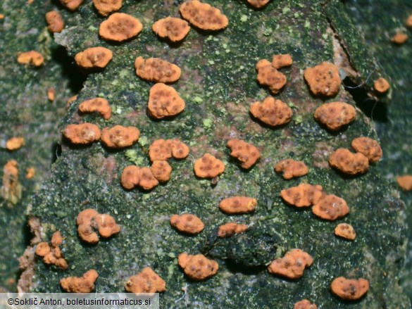 Cryphonectria parasitica