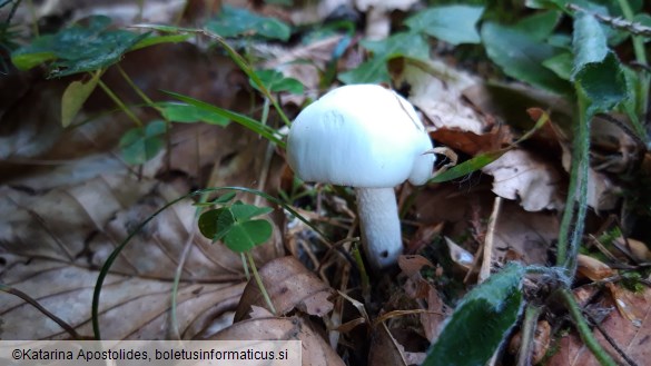 Hygrophorus cossus