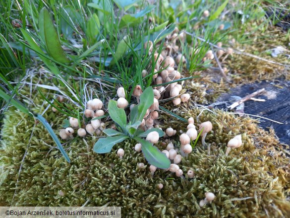 Coprinellus disseminatus