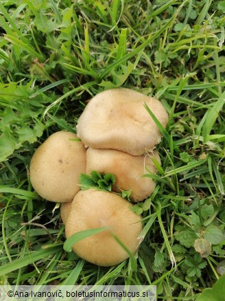 Lacrymaria lacrymabunda