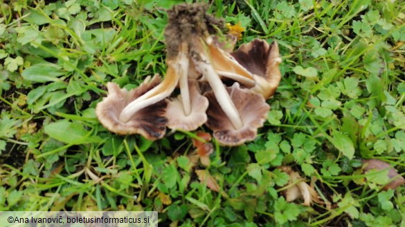 Psathyrella multipedata