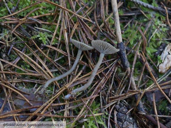 Omphaliaster asterosporus