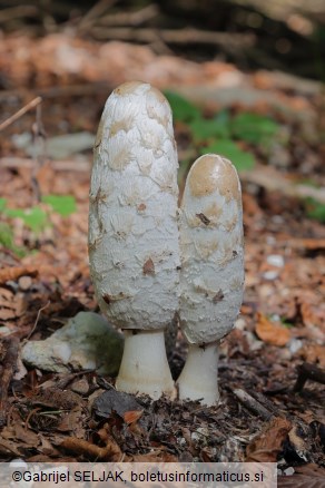 Coprinus comatus