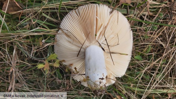 Russula stenotricha