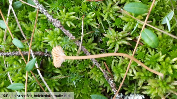 Rickenella fibula