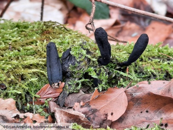 Xylaria longipes