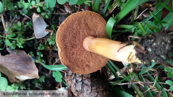 Chalciporus piperatus