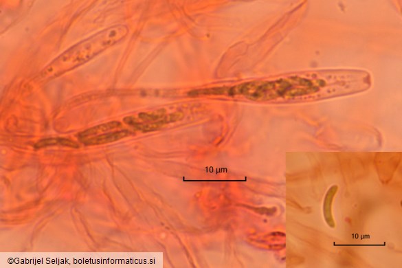 Diatrype disciformis