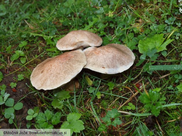 Suillus viscidus