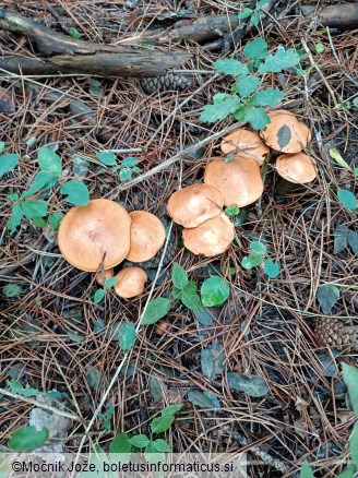 Suillus granulatus