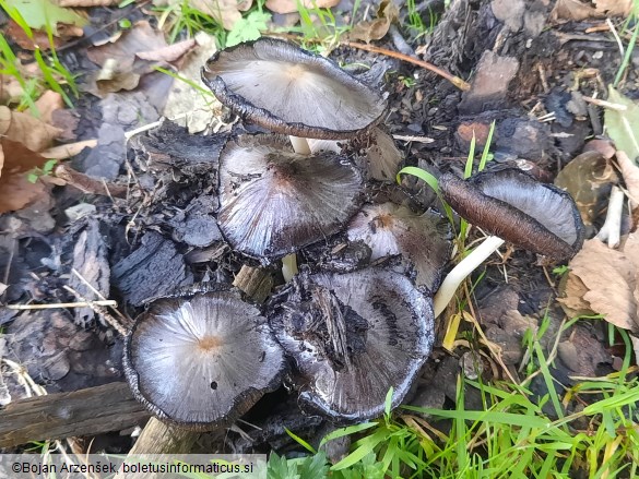 Coprinopsis atramentaria