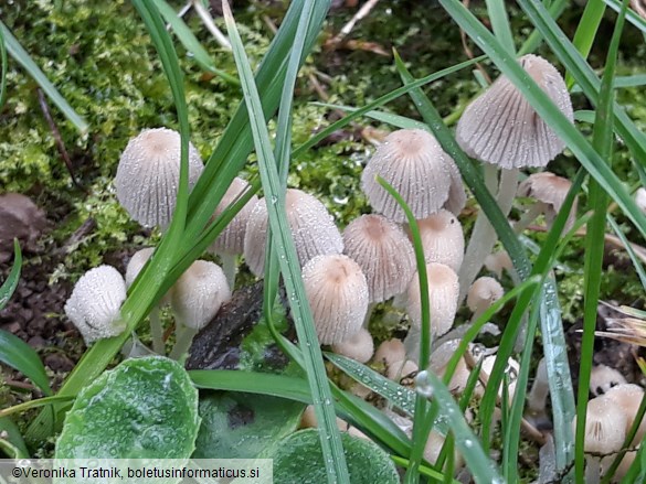 Coprinellus disseminatus