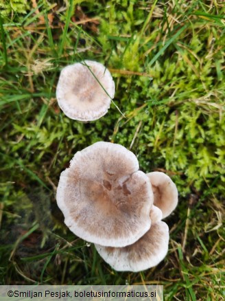 Clitocybe rivulosa