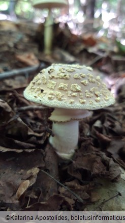 Amanita franchetii