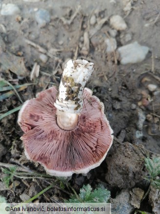Agaricus campestris