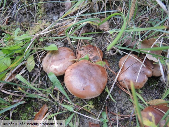 Tricholoma batschii