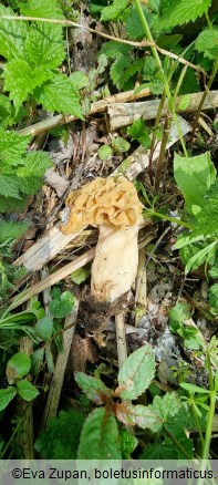 Morchella fluvialis