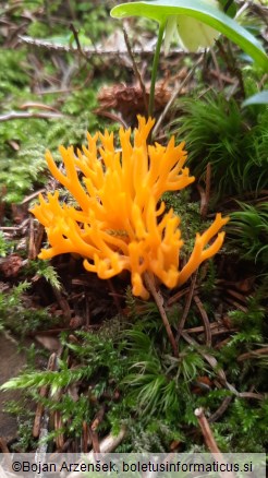 Calocera viscosa