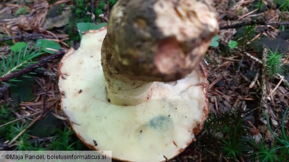 Boletus appendiculatus