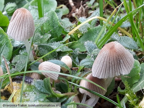 Coprinellus disseminatus