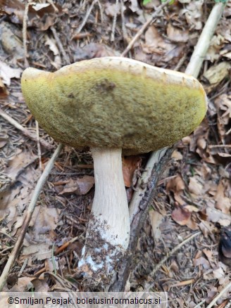 Boletus edulis