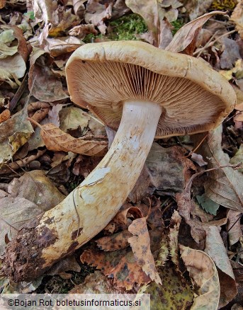 Phlegmacium cliduchus