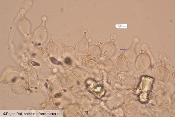 Conocybe aurea