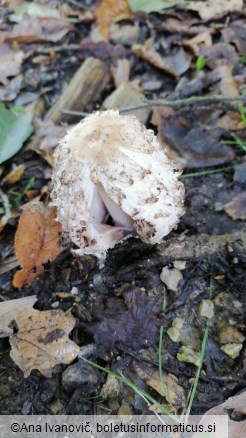 Coprinus comatus