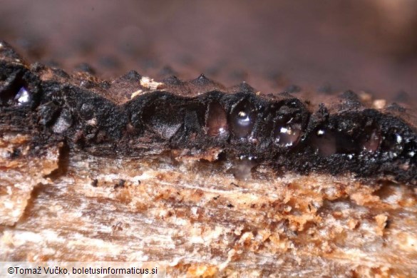 Hypomontagnella submonticulosa