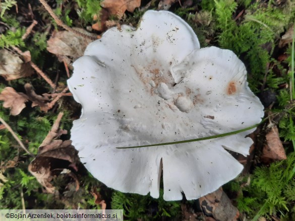 Tricholoma columbetta