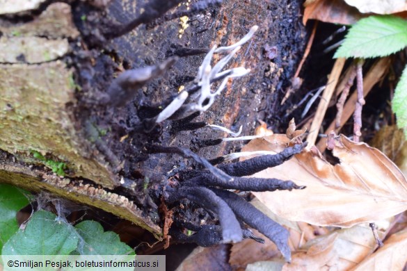 Xylaria hypoxylon