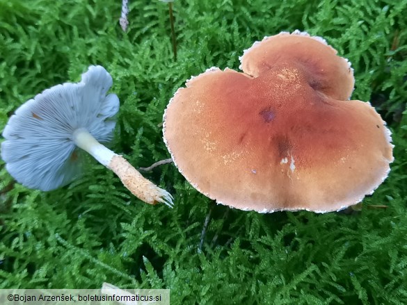 Cystoderma cinnabarinum