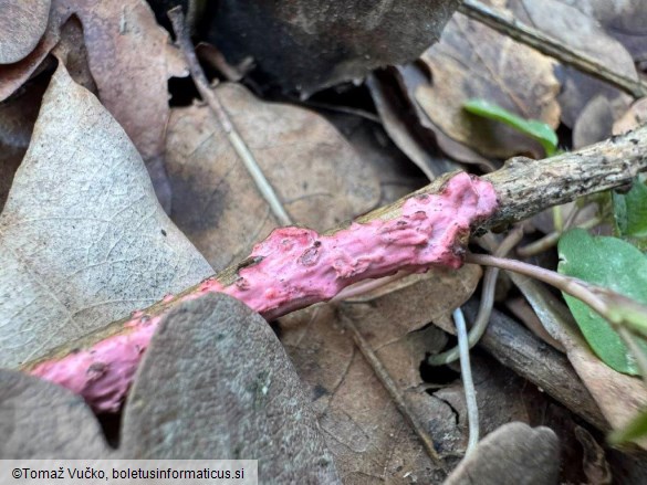 Marchandiomyces quercinus