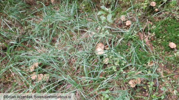 Suillus bovinus