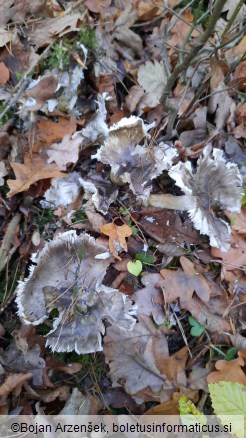 Tricholoma portentosum