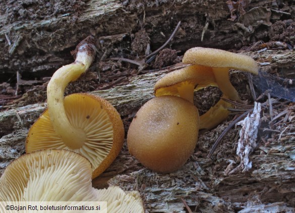 Tricholomopsis decora