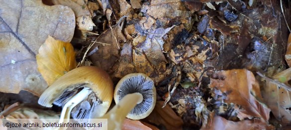 Coprinus rufopruinatus