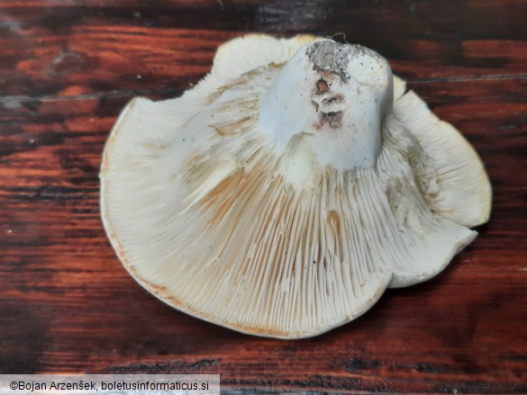 Lactifluus bertillonii