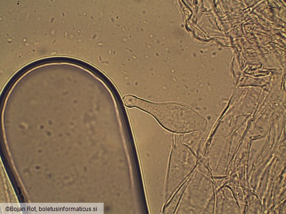 Conocybe macrospora
