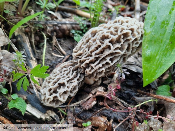 Morchella vulgaris