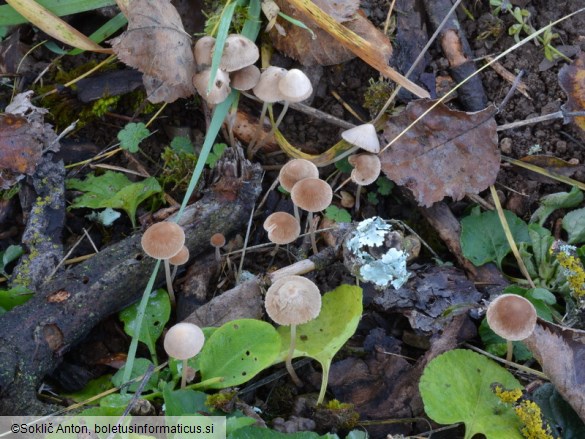 Psathyrella microrhiza