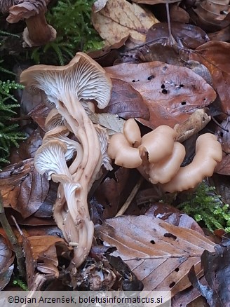 Lentinellus cochleatus