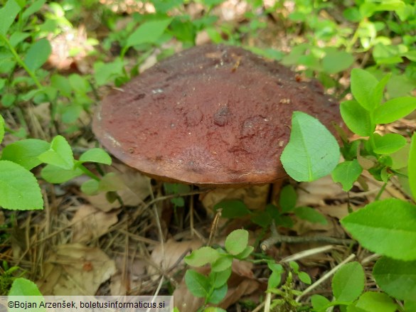 Boletus pinophilus