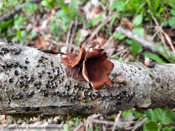 Encoelia furfuracea