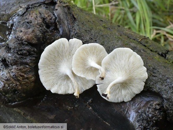 Lentinus tigrinus