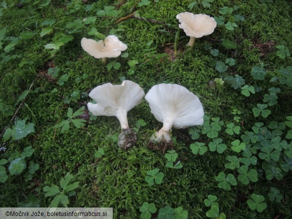 Clitocybe gibba